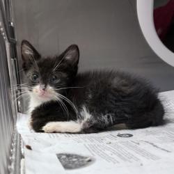 Shelter Stray Male Cat last seen Near Union Rd, Brooklyn, Village of, WI, 5132 Voges Rd, Madison, WI 53718, USA