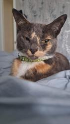 Lost Female Cat last seen Alexandra Road, London, E6 6HA, Greater London, England E6 6HA