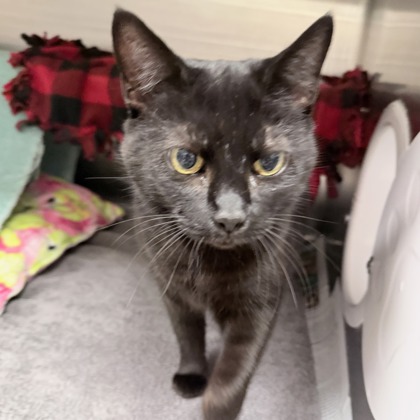 Shelter Stray Male Cat last seen Fulton St, Stoughton, City of, WI, 5132 Voges Rd, Madison, WI 53718, USA