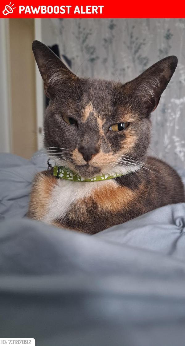 Lost Female Cat last seen Alexandra Road, London, E6 6HA, Greater London, England E6 6HA