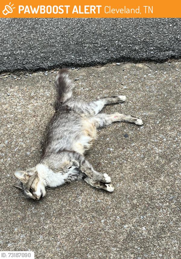 Found/Stray Unknown Cat last seen Ridgefield ct sw, Cleveland, TN 37311