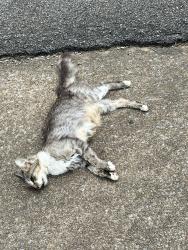 Found/Stray Unknown Cat last seen Ridgefield ct sw, Cleveland, TN 37311