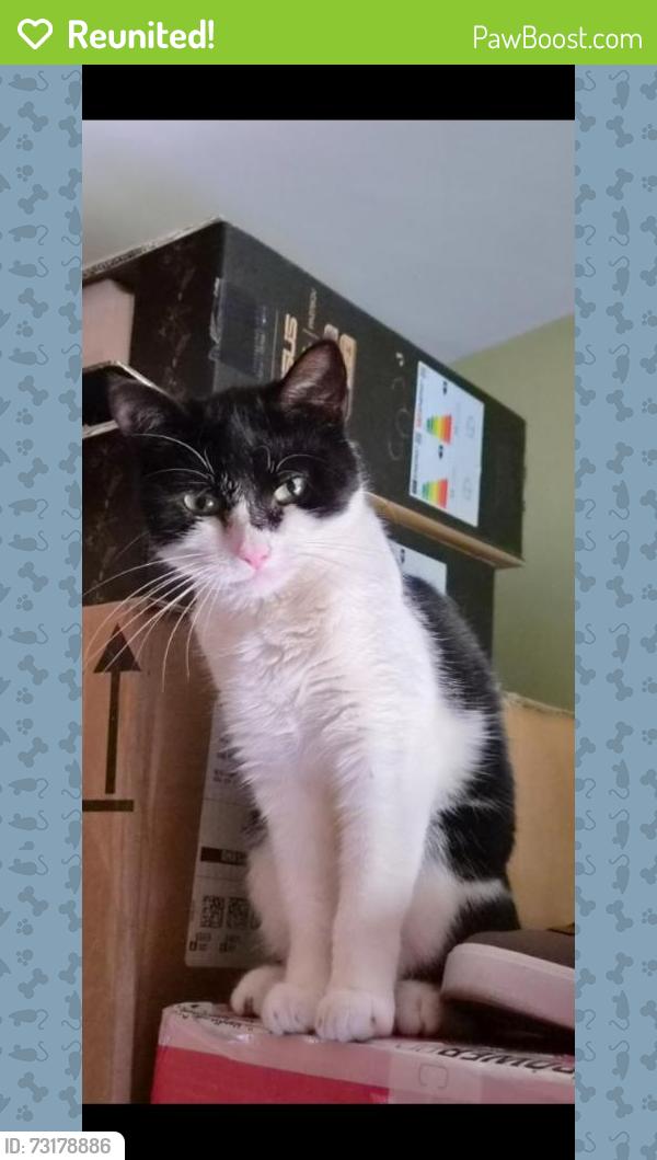 Reunited Female Cat last seen Emmanuell church, Greater London, England HA6 1SP