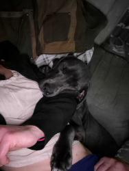 Lost Female Dog last seen Finnell Avenue and W Hudson street was the last known address, Peoria, IL 61604