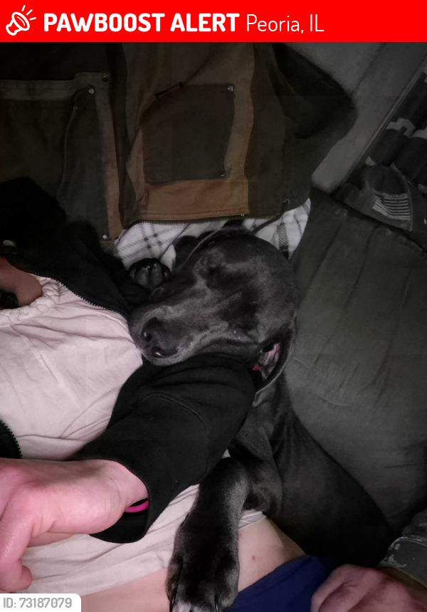 Lost Female Dog last seen Finnell Avenue and W Hudson street was the last known address, Peoria, IL 61604