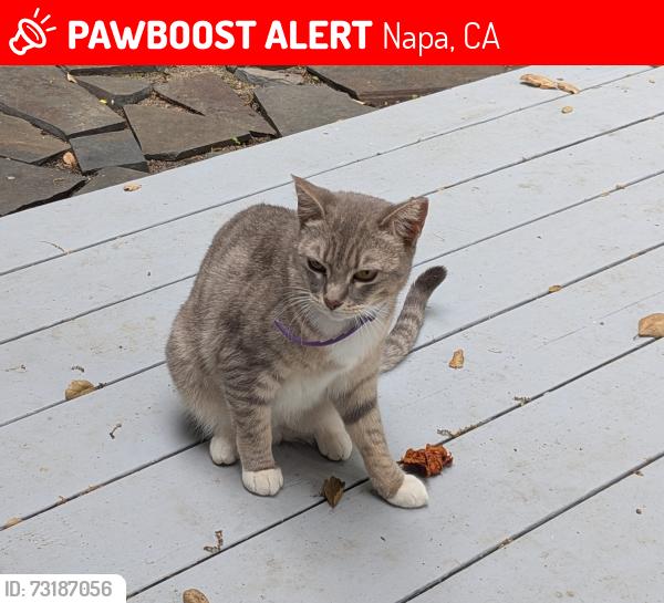 Lost Female Cat last seen Near Queens Court, Napa, CA 94558