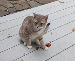 Lost Female Cat last seen Near Queens Court, Napa, CA 94558