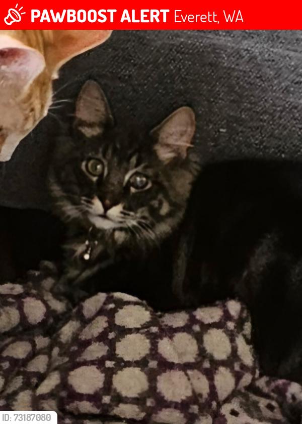 Lost Male Cat last seen 60th and Lombard Ave, Everett, WA 98203