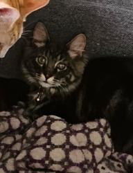 Lost Male Cat last seen 60th and Lombard Ave, Everett, WA 98203