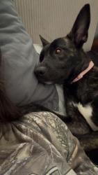Reunited Female Dog last seen Sunrise and Virginia ave, Fort Pierce, FL 34950