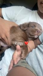 Lost Female Dog last seen Near trinity st, New Britain, CT 06051