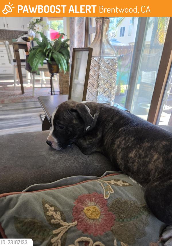 Found/Stray Unknown Dog last seen Windmill Meadows, Brentwood, CA 94513
