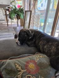 Found/Stray Unknown Dog last seen Windmill Meadows, Brentwood, CA 94513