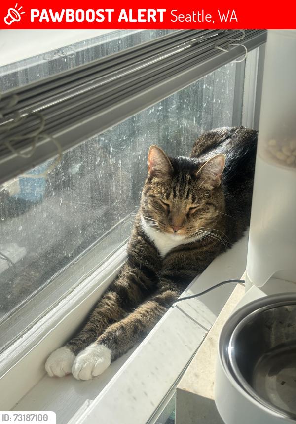 Lost Male Cat last seen N 70th St @ Linden Ave N, Seattle, WA 98103