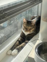 Lost Male Cat last seen N 70th St @ Linden Ave N, Seattle, WA 98103