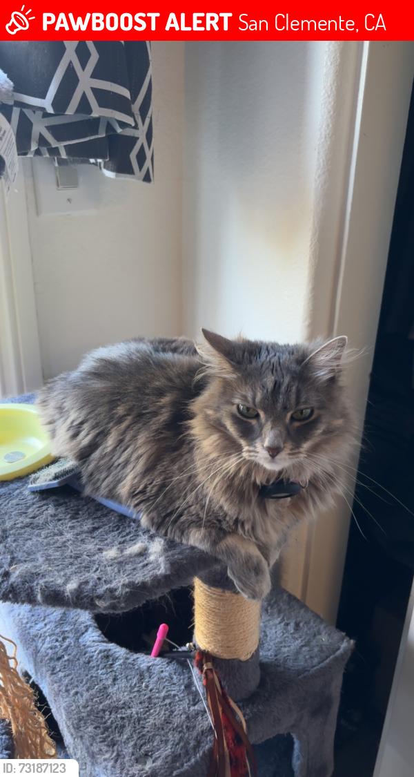 Lost Female Cat last seen collars last location was pinpointed in 609 via presa in someone’s backyard., San Clemente, CA 92672