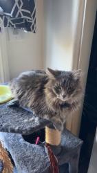 Lost Female Cat last seen collars last location was pinpointed in 609 via presa in someone’s backyard., San Clemente, CA 92672