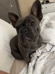 Reunited Female Dog last seen Near Maidstone Ave, Norwalk, CA 90650, USA, Norwalk, CA 90650
