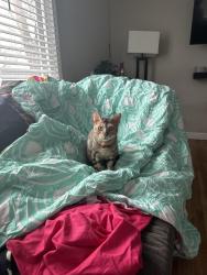 Lost Male Cat last seen Flandrau, Saint Paul, MN 55106
