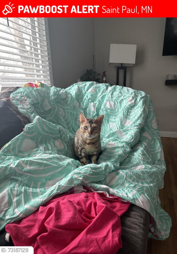 Lost Male Cat last seen Flandrau, Saint Paul, MN 55106