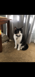 Lost Male Cat last seen Landmark, Rockford, IL 61103