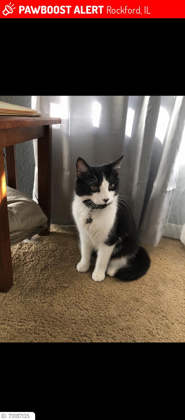 Lost Male Cat last seen Landmark, Rockford, IL 61103