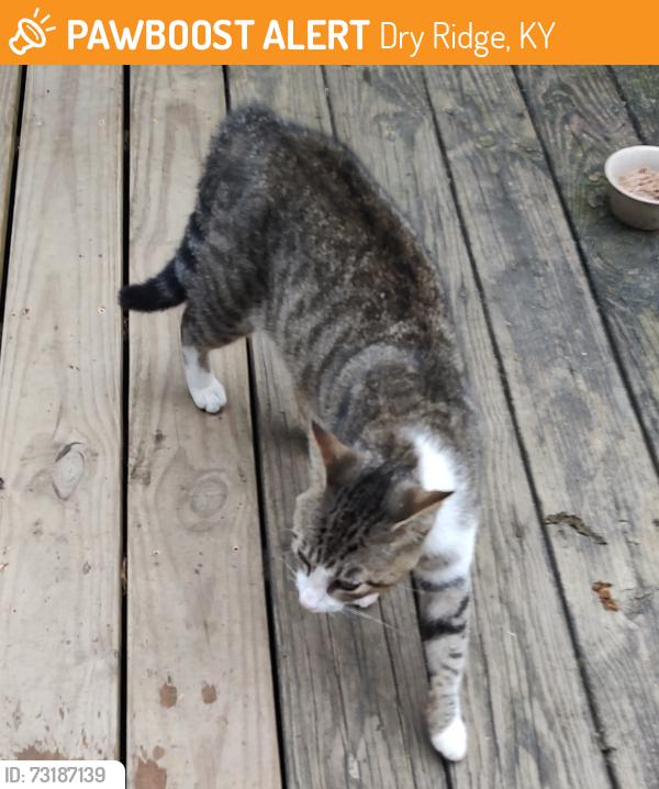 Found/Stray Male Cat last seen Kentucky State Police Post 6, Dry Ridge, KY 41035