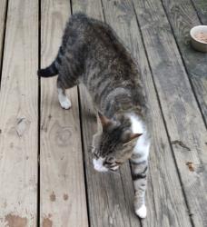 Found/Stray Male Cat last seen Kentucky State Police Post 6, Dry Ridge, KY 41035