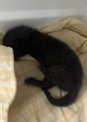 Shelter Stray Male Cat last seen 170-10 Douglas Avenue, JAMAICA, NY, 11433, 326 E 110th St, New York, NY 10029, USA