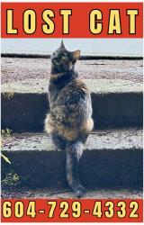 Lost Female Cat last seen Inglewood and 3rd, West Vancouver, BC 