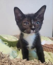 Shelter Stray Male Cat last seen Near Pollyanna Terrace, Vista, CA, 92083, Oceanside, CA 92058, USA