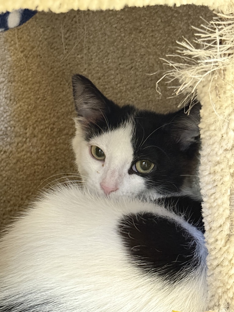 Shelter Stray Female Cat last seen Fairmont Ave, San Diego, CA, 92120, 5500 Gaines St, San Diego, CA 92110, USA