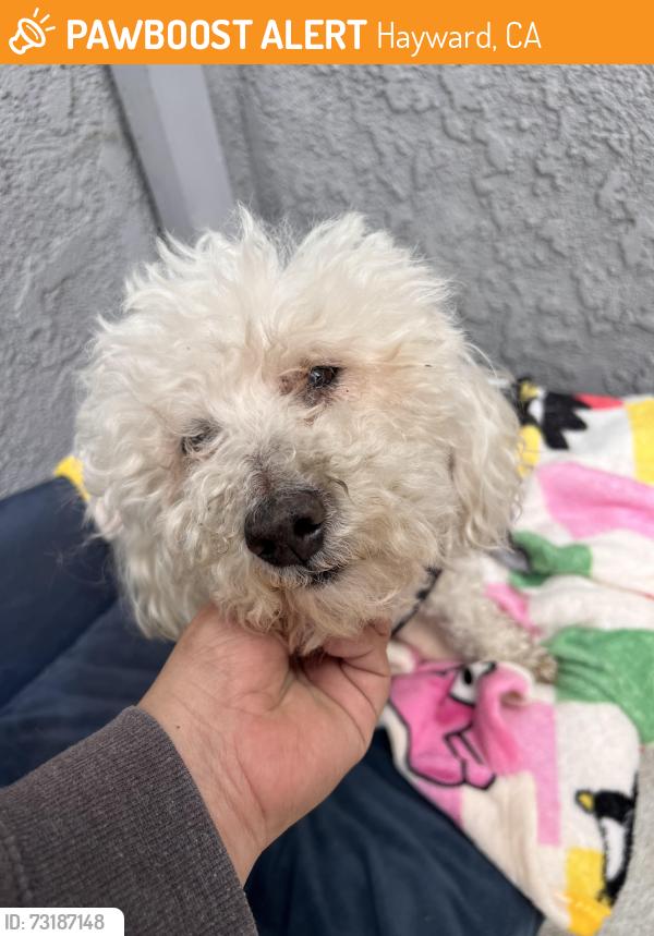 Found/Stray Male Dog last seen Ast, Hayward, CA 94541