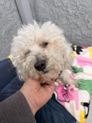Found/Stray Male Dog last seen Ast, Hayward, CA 94541