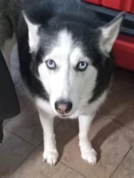 Reunited Female Dog last seen Near Concord Drive mansfield tx, Mansfield, TX 76063