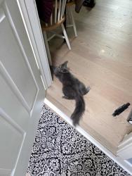 Lost Female Cat last seen High street, Chilpancingo pkwy, Pacheco, CA 94553