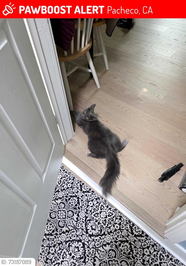Lost Female Cat last seen High street, Chilpancingo pkwy, Pacheco, CA 94553