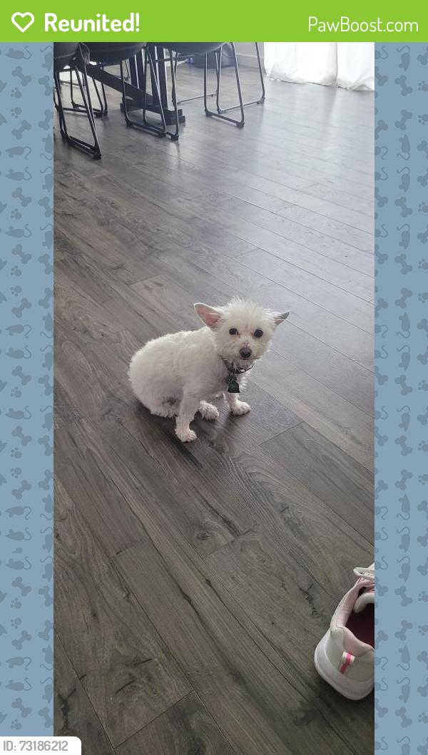 Reunited Female Dog last seen Muir Lane and Sunbury, Fort Collins, CO 80524