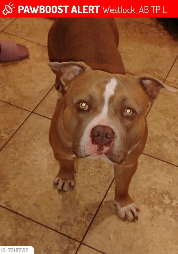 Lost Male Dog last seen Near 104 st, Westlock, AB T7P 1L8