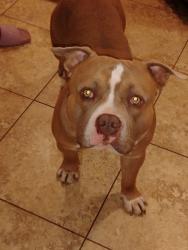 Lost Male Dog last seen Near 104 st, Westlock, AB T7P 1L8