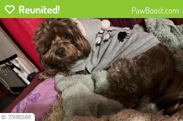Reunited Male Dog last seen Via Sun paseo Hermoso, Palmdale, CA 93551