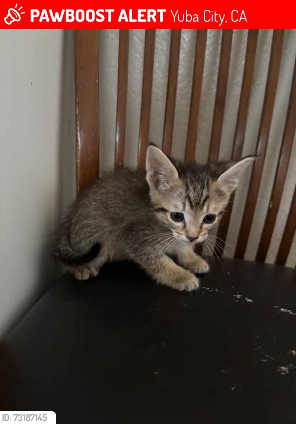Lost Male Cat last seen Winco, Yuba City, CA 95993