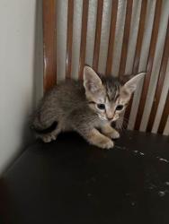 Lost Male Cat last seen Winco, Yuba City, CA 95993