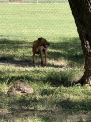 Found/Stray Unknown Dog last seen South Z Boaz Park near waterfalls, Fort Worth, TX 76126
