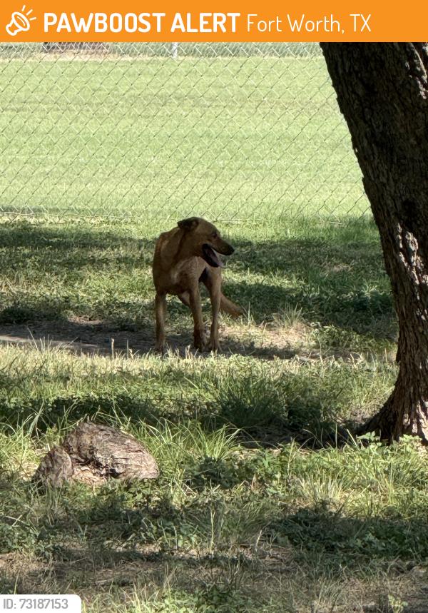 Found/Stray Unknown Dog last seen South Z Boaz Park near waterfalls, Fort Worth, TX 76126
