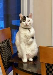 Reunited Male Cat last seen Brentwood golf club, White Lake, MI 48383