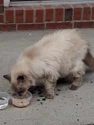 Reunited Unknown Cat last seen INDIANA AVE FERN STREET SELLERSBURG, Sellersburg, IN 47172