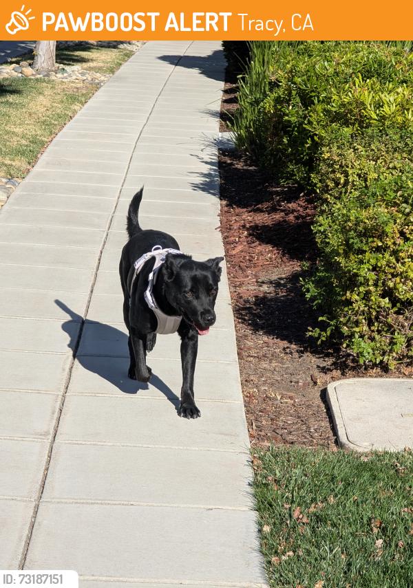Found/Stray Female Dog last seen Walcott and Kinross, Tracy, CA 95391