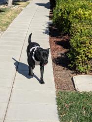 Found/Stray Female Dog last seen Walcott and Kinross, Tracy, CA 95391