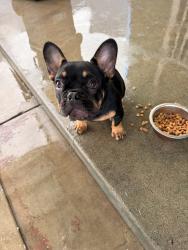 Reunited Male Dog last seen Near Maidstone Ave, Norwalk, CA 90650, USA, Norwalk, CA 90650